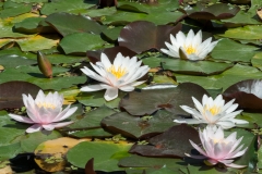 Water Lilies