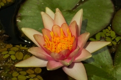 Water Lily 1